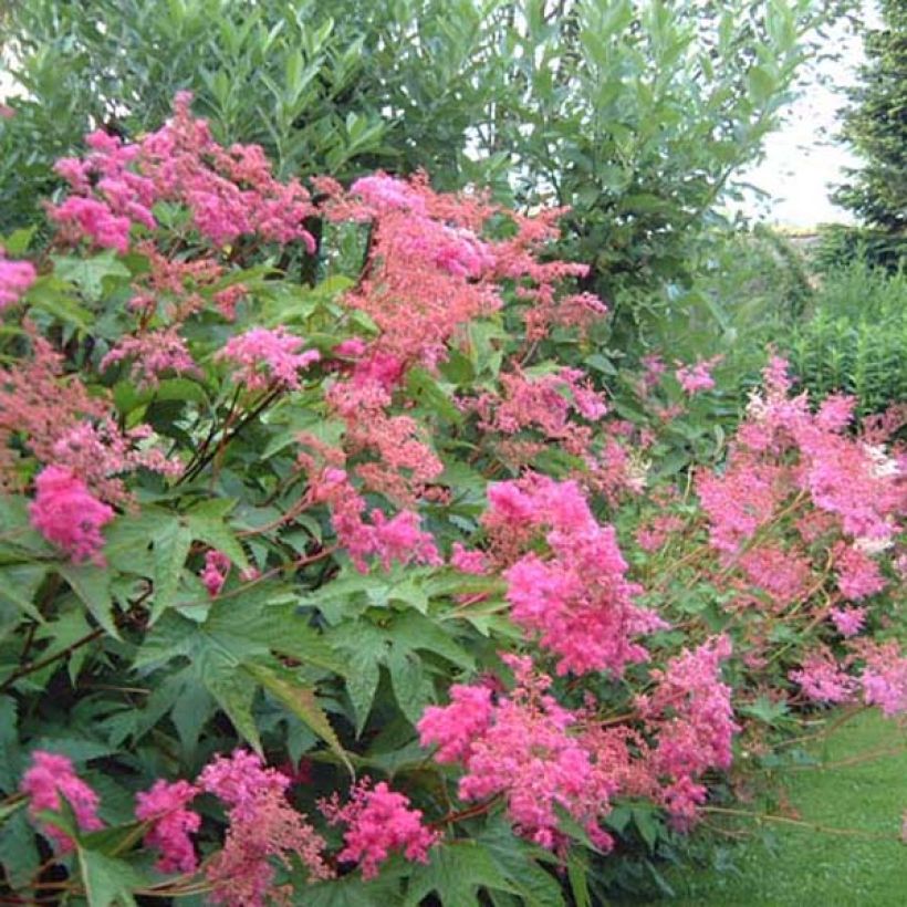 Ketomesiangervo - Filipendula purpurea (Kasvutapa)