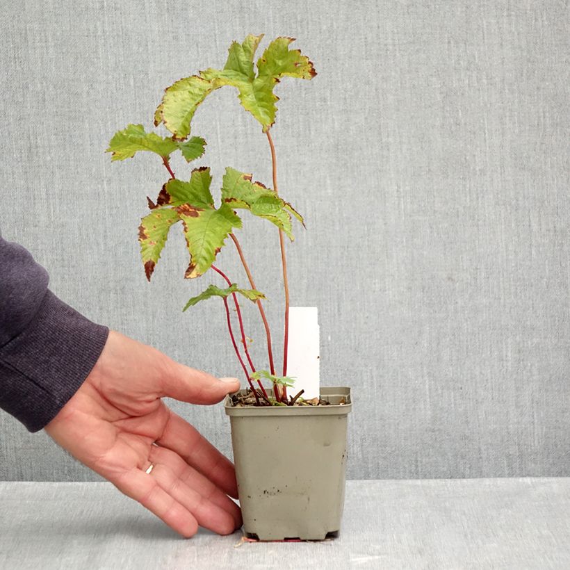 Esimerkki syksyllä toimitetusta Ketomesiangervo - Filipendula purpurea 8/9 cm taimiruukku-taimesta