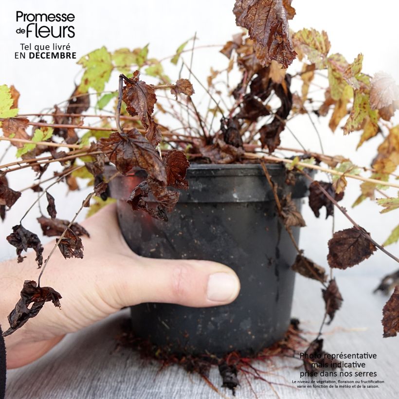 Esimerkki syksyllä toimitetusta Mesiangervo - Filipendula ulmaria 2 litran/3 litran ruukku-taimesta