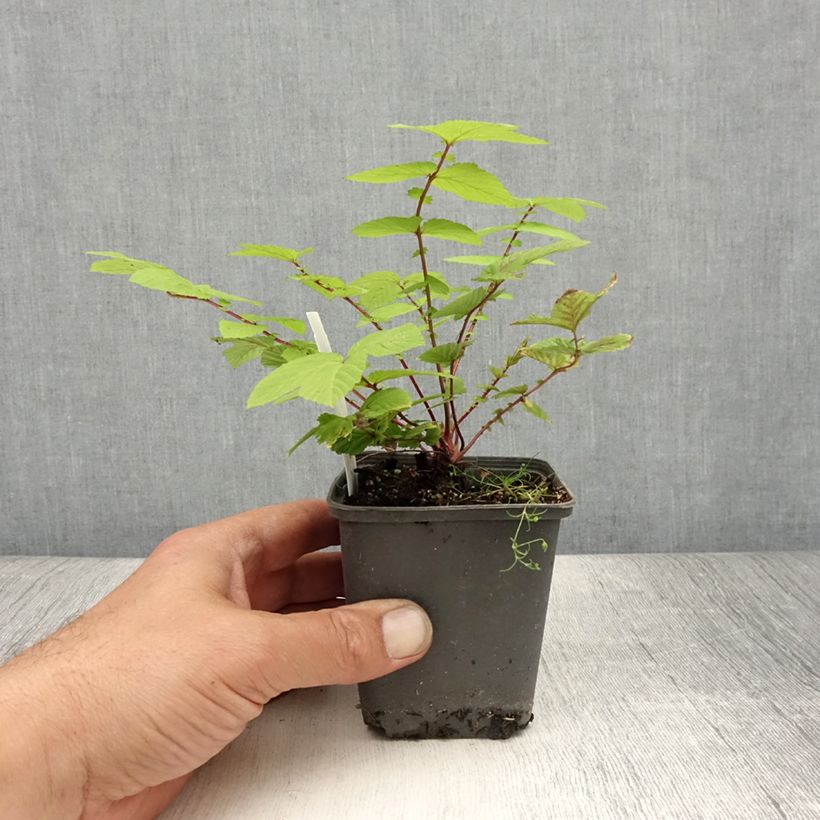 Esimerkki kesällä toimitetusta Mesiangervo Rosea Godet de 8/9 cm-taimesta