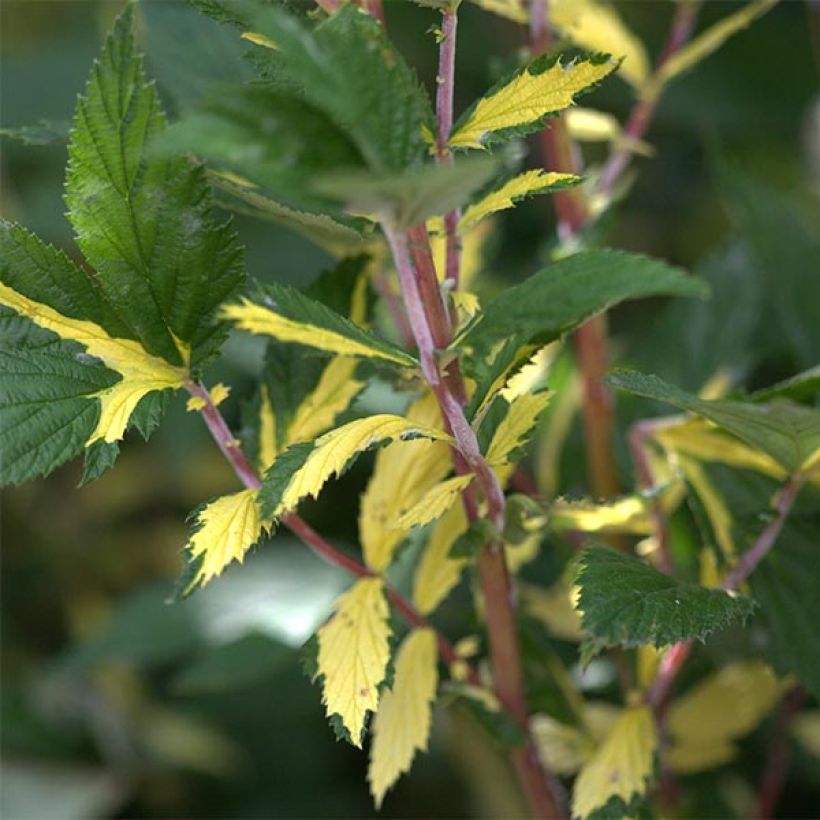 Mesiangervo Variegata (Lehvistö)