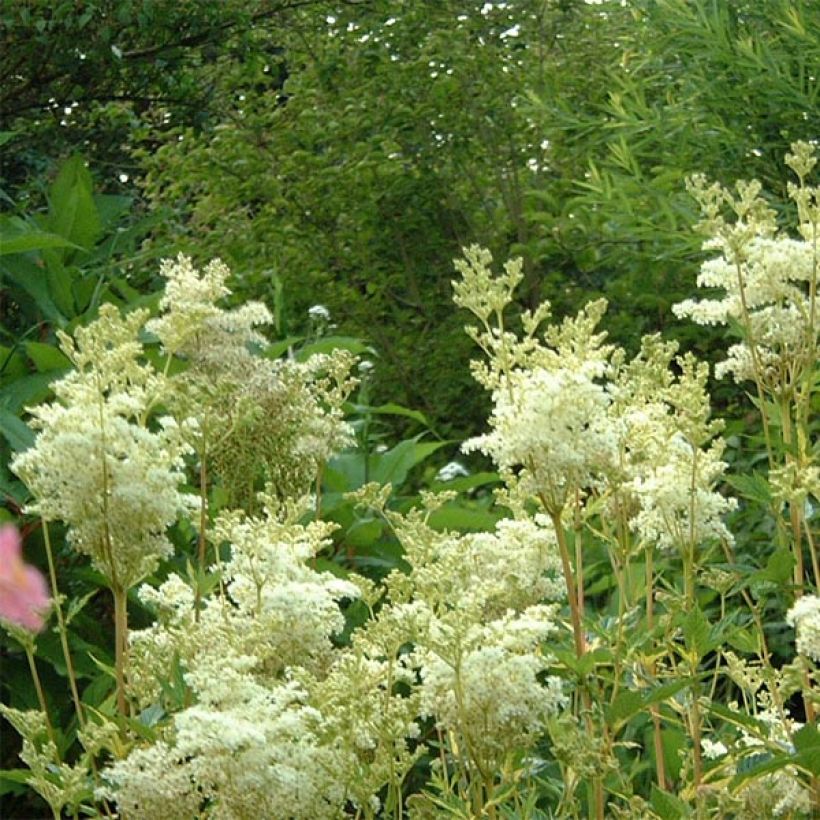 Mesiangervo Variegata (Kukinta)