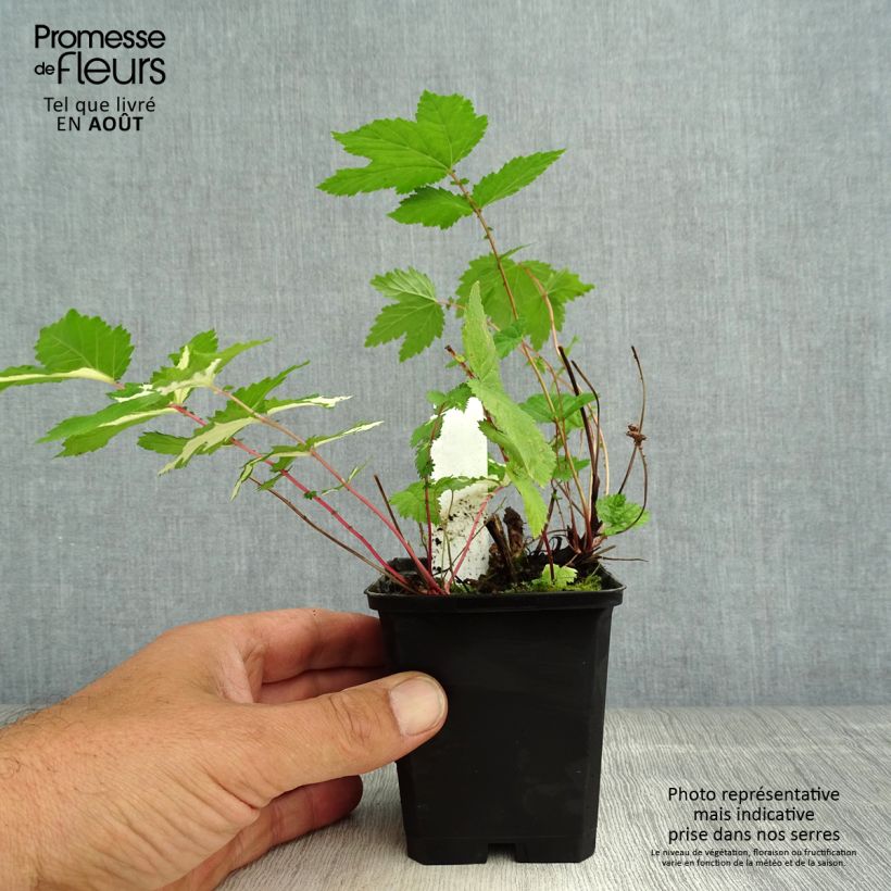 Esimerkki kesällä toimitetusta Mesiangervo Variegata Godet de 8/9 cm-taimesta