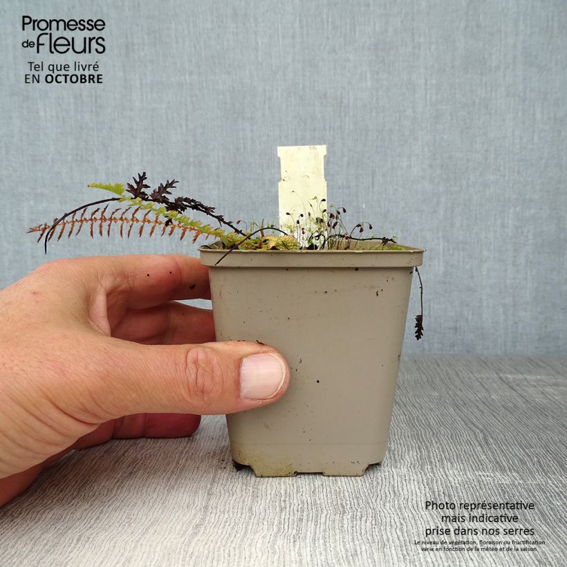 Esimerkki syksyllä toimitetusta Sikoangervo - Filipendula vulgaris 8/9 cm taimiruukku-taimesta