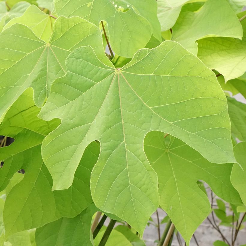 Firmiana simplex (Lehvistö)