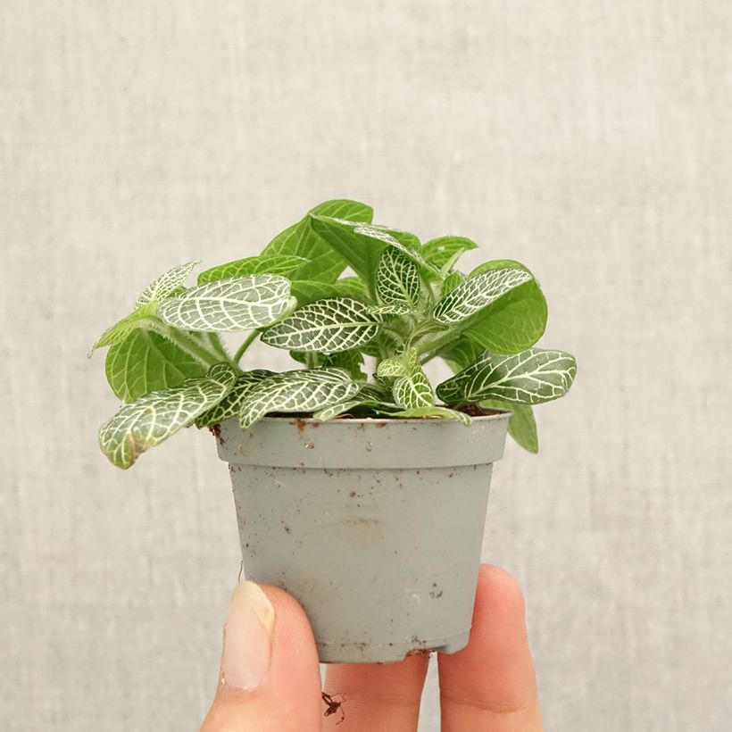 Esimerkki syksyllä toimitetusta Fittonia albivenis Mini White Minikasvi-taimesta