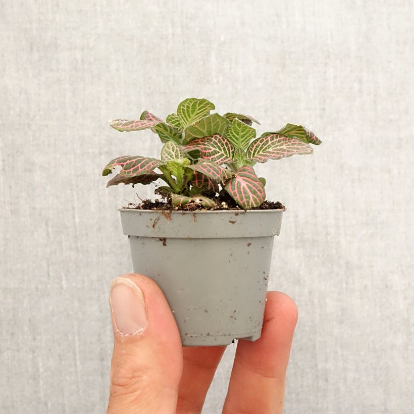 Esimerkki keväällä toimitetusta Fittonia albivenis Pink Special Minikasvi-taimesta
