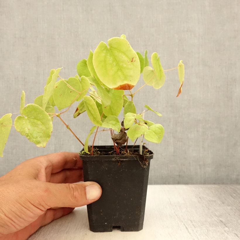 Esimerkki kesällä toimitetusta Varjohiippa - Epimedium pubigerum Taimiruukku 8/9 cm-taimesta