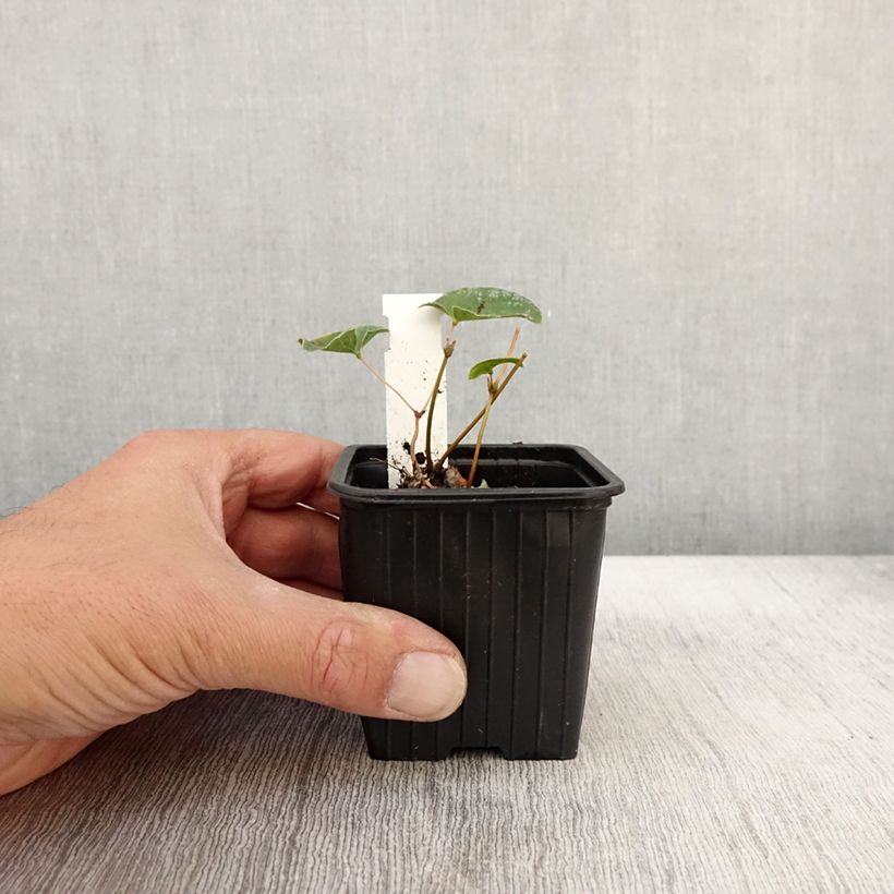 Esimerkki syksyllä toimitetusta Varjohiippa Cupreum 8/9 cm taimiruukku-taimesta