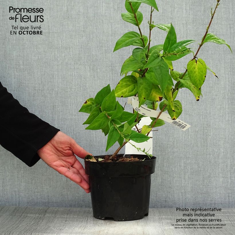 Esimerkki syksyllä toimitetusta Vitipensas - Abeliophyllum distichum 2 litran/3 litran ruukku-taimesta
