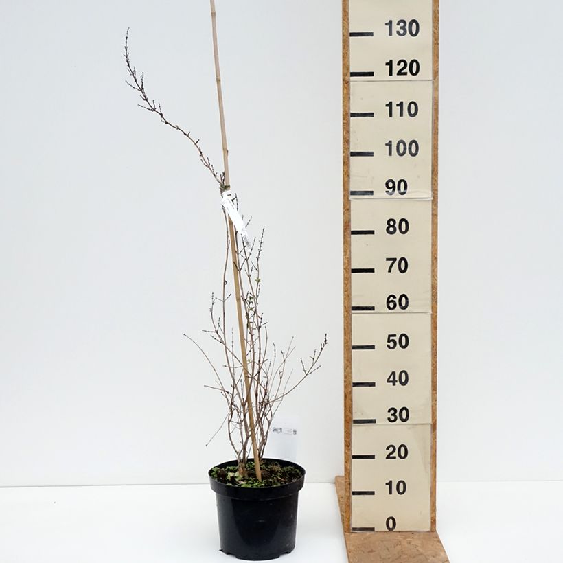 Esimerkki syksyllä toimitetusta Vitipensas - Abeliophyllum distichum 4 litran/5 litran ruukku-taimesta