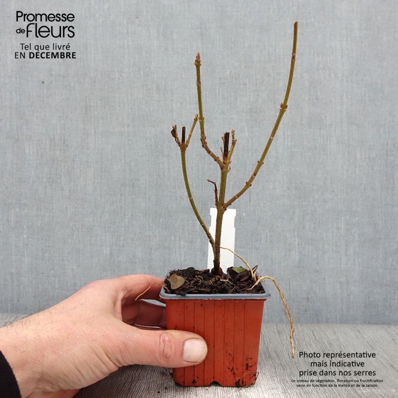 Esimerkki syksyllä toimitetusta Komeaonnenpensas Spectabilis 8/9 cm taimiruukku-taimesta