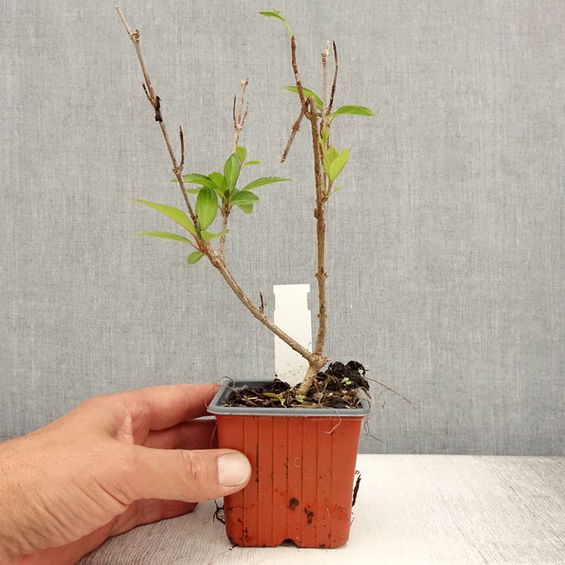 Esimerkki kesällä toimitetusta Komeaonnenpensas Spectabilis Taimiruukku 8/9 cm-taimesta