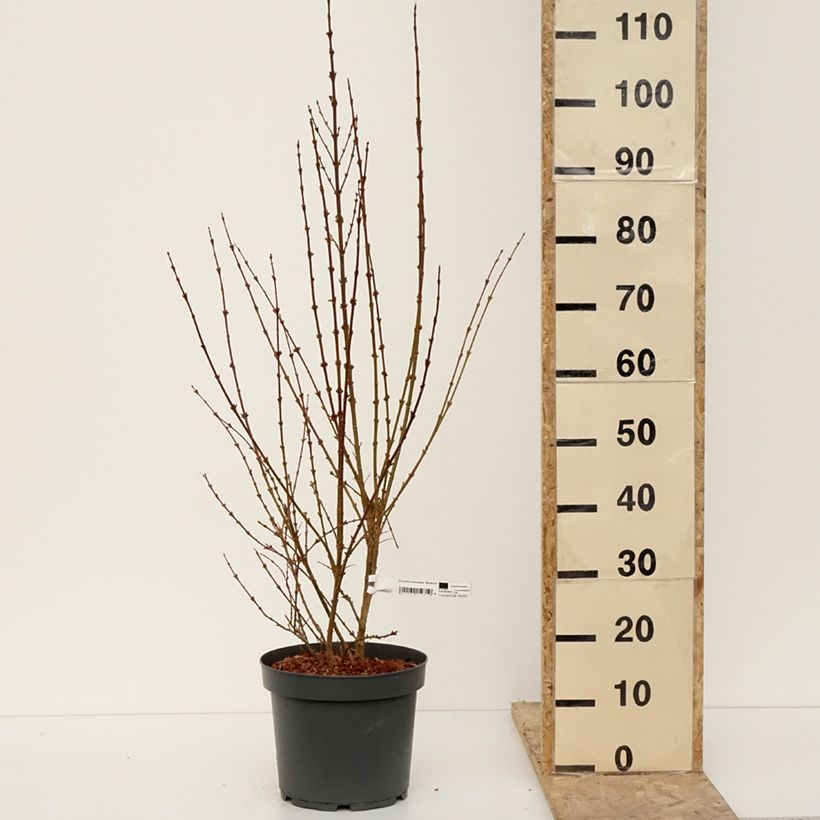 Esimerkki talvella toimitetusta Forsythia intermedia Week-end - Mimosa de Paris Pot de 7,5L/10L-taimesta