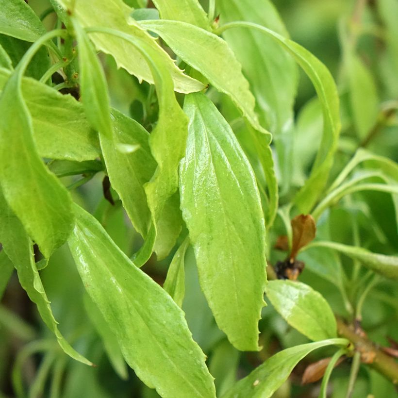 Komeaonnenpensas Marée d'Or (Foliage)