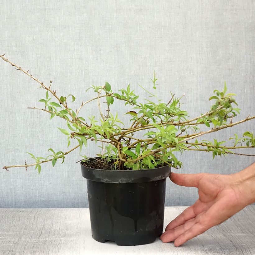 Esimerkki kesällä toimitetusta Komeaonnenpensas Mêlée d'Or Pot de 3L/4L-taimesta
