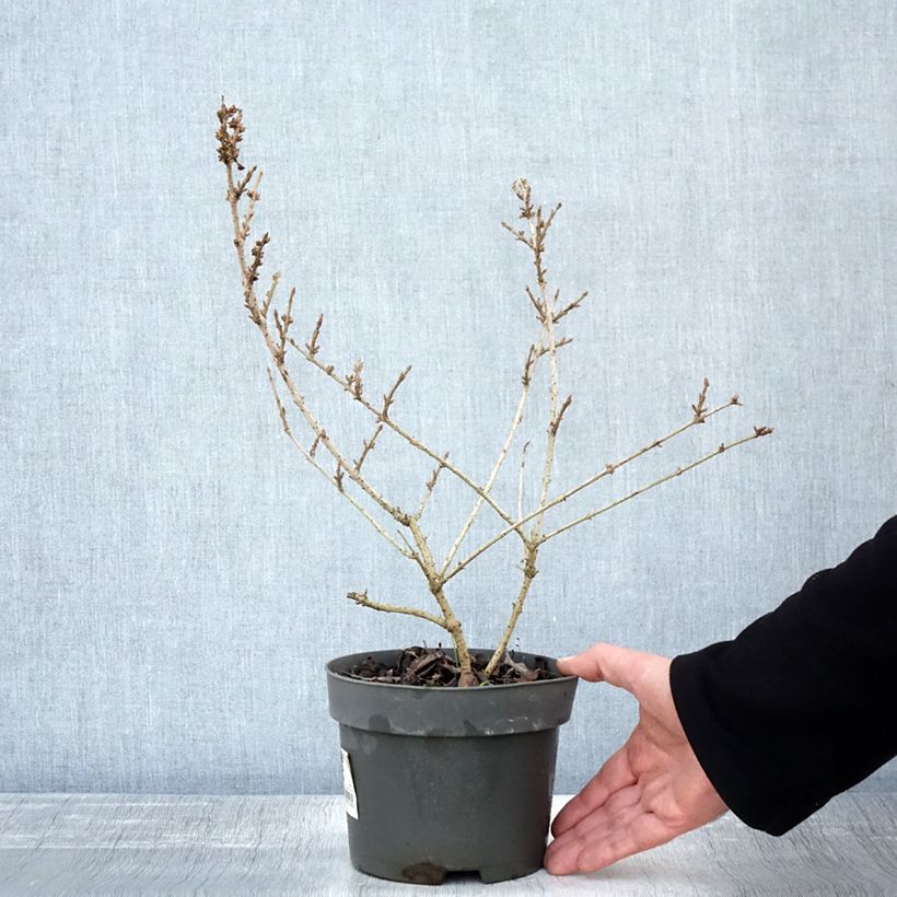 Esimerkki syksyllä toimitetusta Forsythia Mikador - Mimosa de Paris Pot de 2L/3L-taimesta