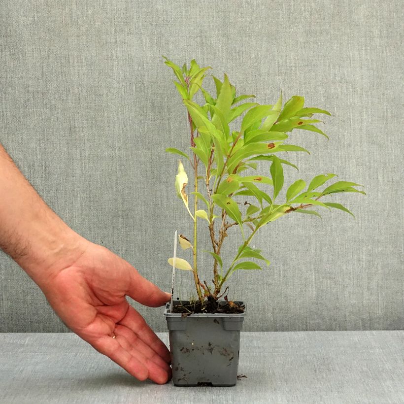 Esimerkki keväällä toimitetusta Komeaonnenpensas Lynwood Taimiruukku 8/9 cm-taimesta