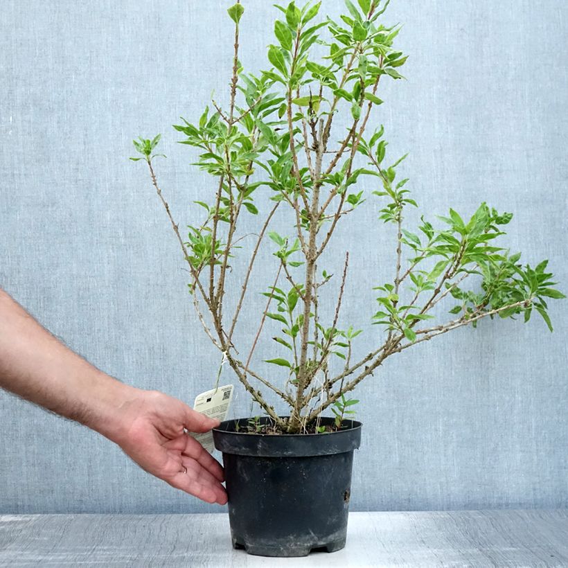 Esimerkki kesällä toimitetusta Komeaonnenpensas Minigold Pot de 2L/3L-taimesta