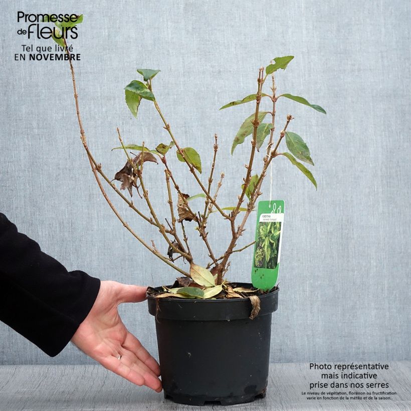 Esimerkki syksyllä toimitetusta Komeaonnenpensas Variegata 3 litran/4 litran ruukku-taimesta