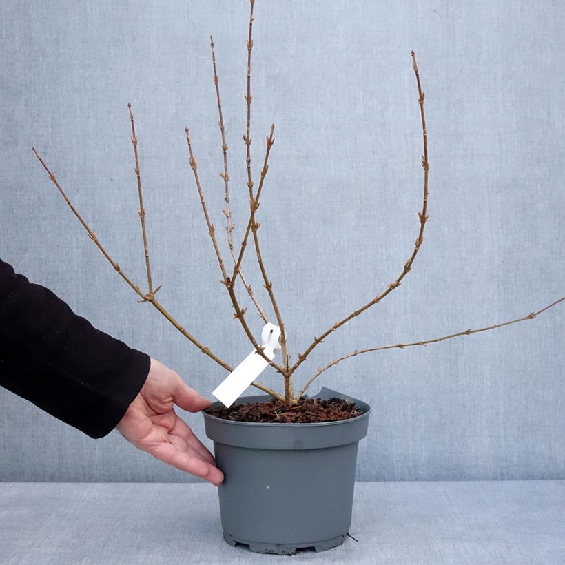 Esimerkki talvella toimitetusta Forsythia x intermedia Variegata - Mimosa de Paris panaché Pot de 3L/4L-taimesta