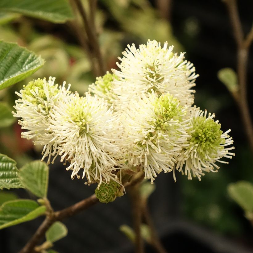 Höyhenpensas Suzanne (Kukinta)