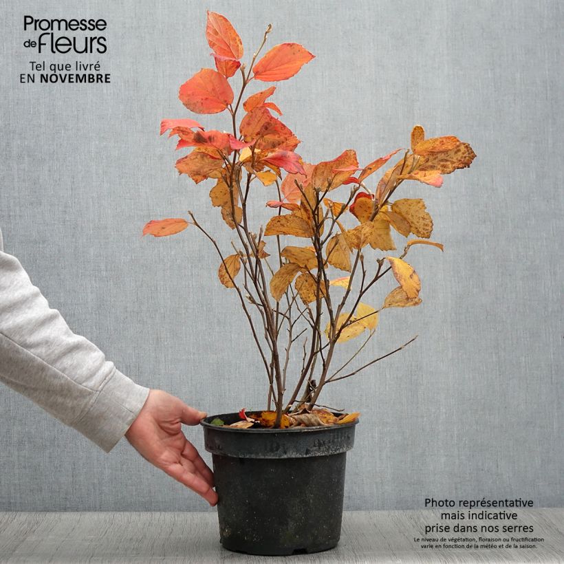 Esimerkki syksyllä toimitetusta Fothergilla gardenii Suzanne Pot de 4L/5L-taimesta