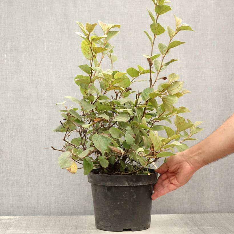 Esimerkki kesällä toimitetusta Höyhenpensas Blue Shadow Pot de 3L/4L-taimesta