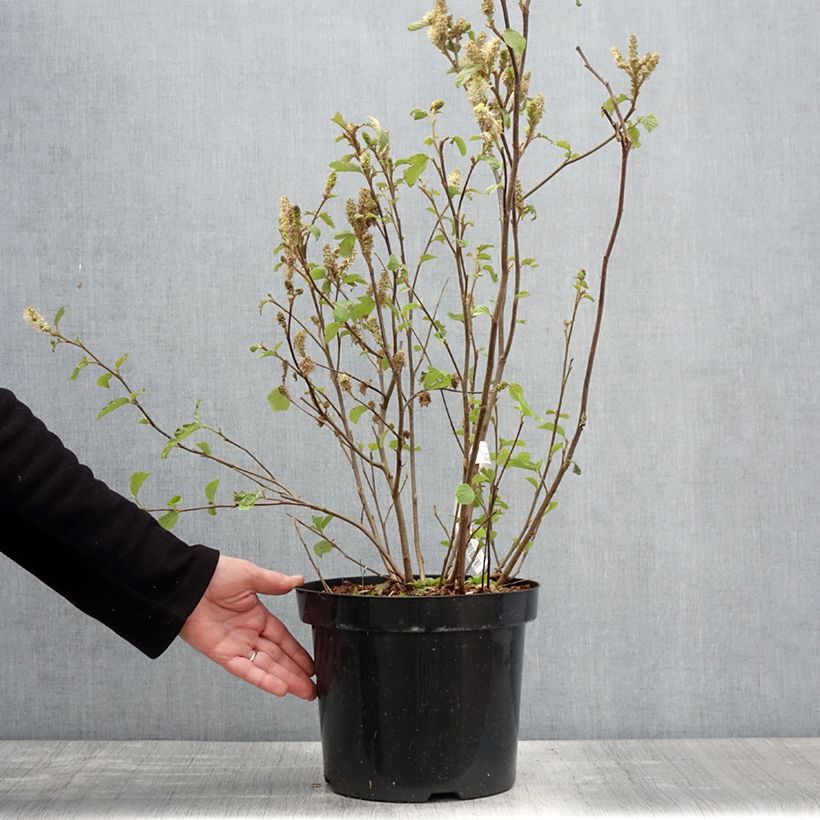 Esimerkki keväällä toimitetusta Höyhenpensas - Fothergilla major Pot de 7,5L/10L-taimesta