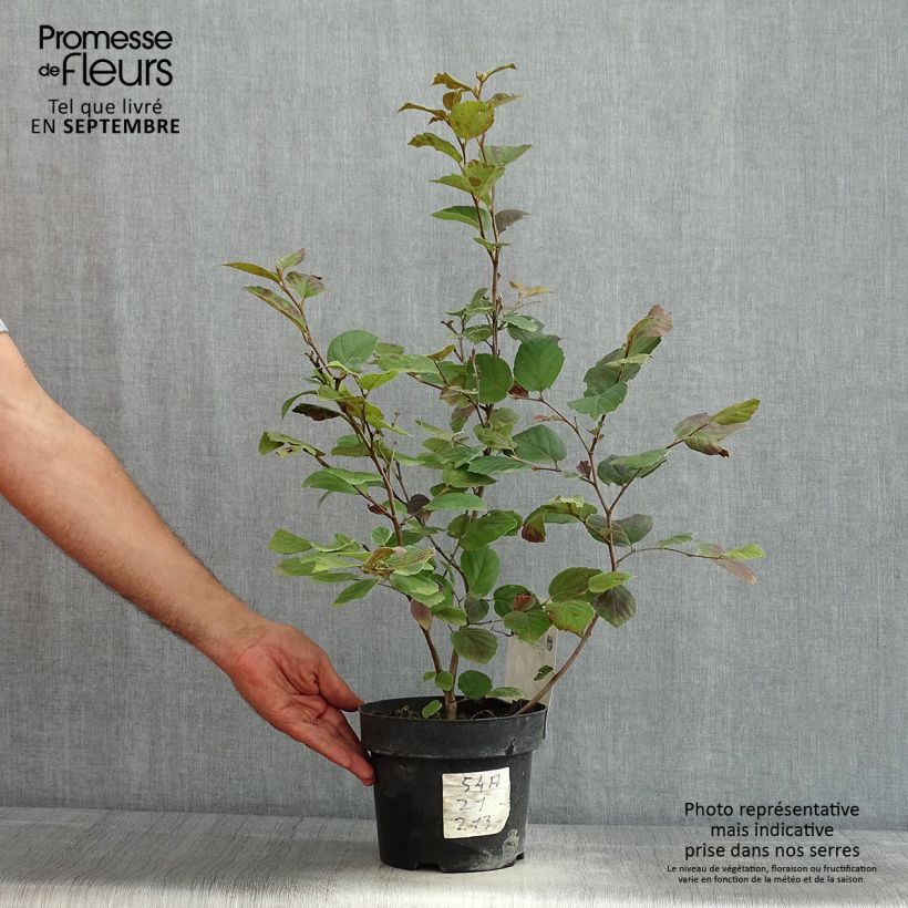 Esimerkki kesällä toimitetusta Höyhenpensas - Fothergilla major Pot de 3L/4L-taimesta