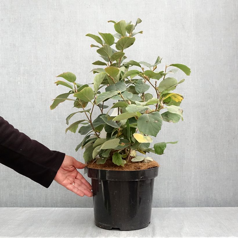 Esimerkki syksyllä toimitetusta Höyhenpensas - Fothergilla major 7,5 litran / 10 litran ruukku-taimesta