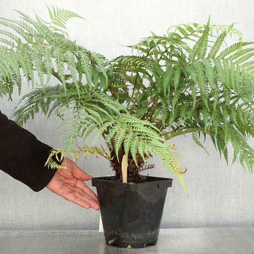 Esimerkki syksyllä toimitetusta Dicksonia fibrosa 3 litran/4 litran ruukku-taimesta