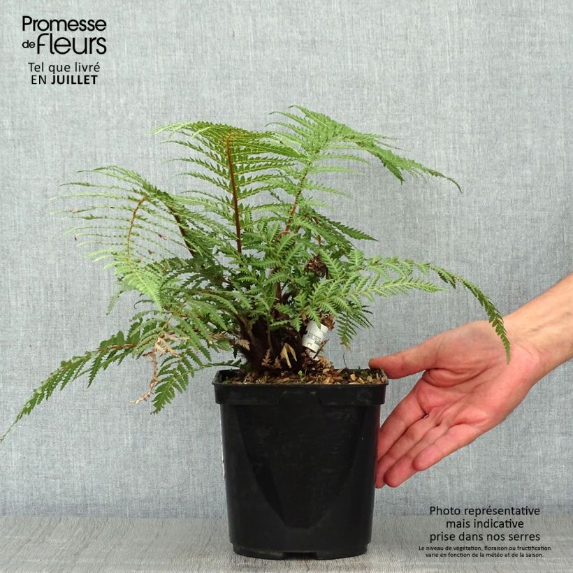 Esimerkki kesällä toimitetusta Dicksonia fibrosa Pot de 3L/4L-taimesta