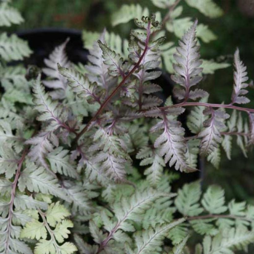 Japaninhiirenporras var. pictum (Lehvistö)