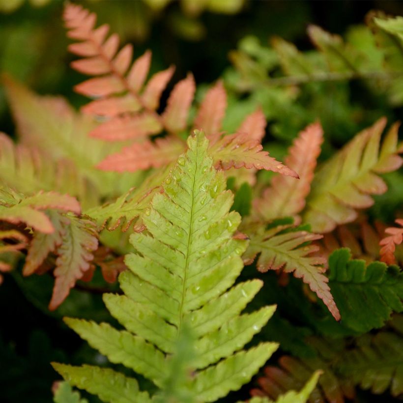 Ruska-alvejuuri - Dryopteris erythrosora (Lehvistö)