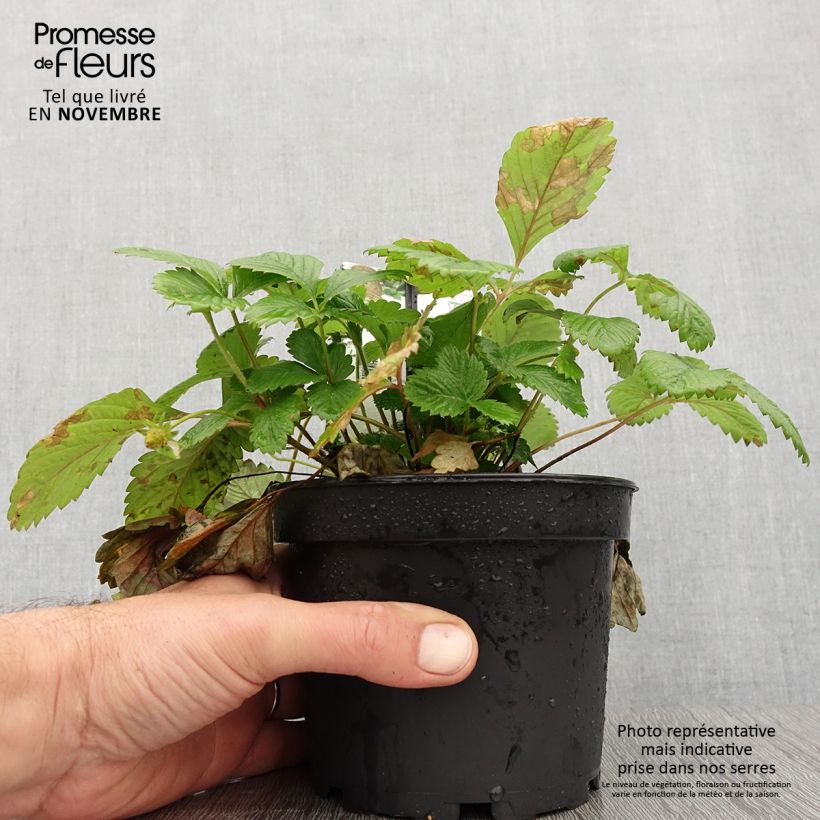 Esimerkki syksyllä toimitetusta Fragaria alpina Yellow Wonder 1,5 litran / 2 litran kannu-taimesta