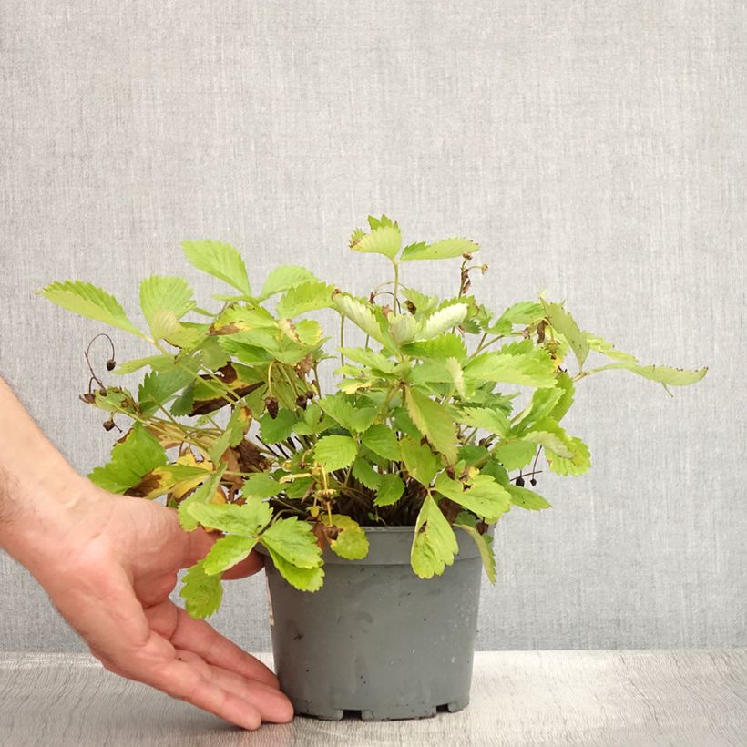 Esimerkki kesällä toimitetusta Fragaria alpina Yellow Wonder Ruukku 1,5L / 2L-taimesta