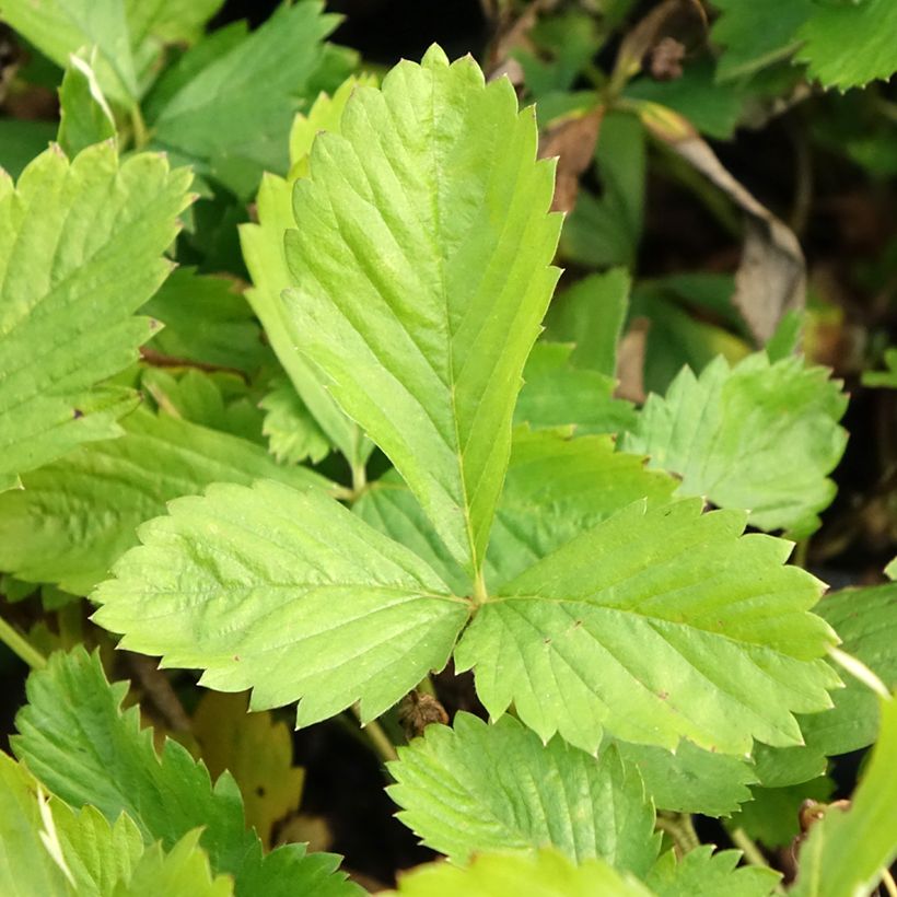 Fragaria alpina Yellow Wonder (Lehvistö)