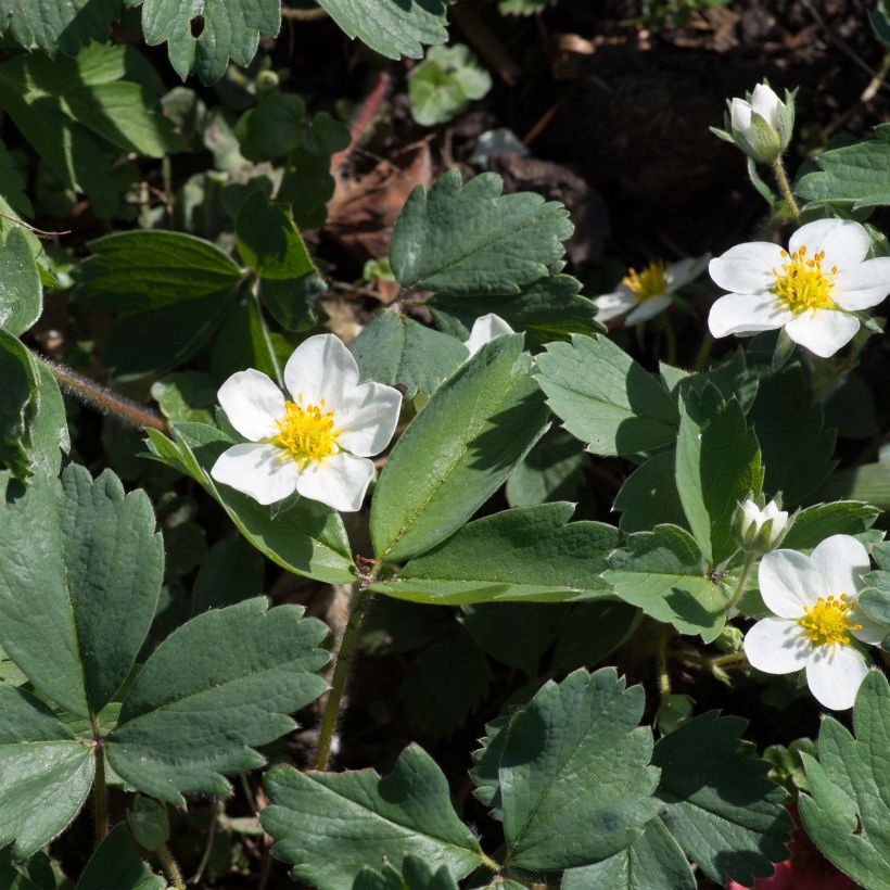 Chilenmansikka - Fragaria chiloensis (Kukinta)