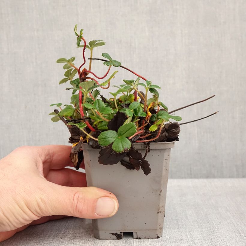 Esimerkki syksyllä toimitetusta Chilenmansikka - Fragaria chiloensis 8/9 cm taimiruukku-taimesta