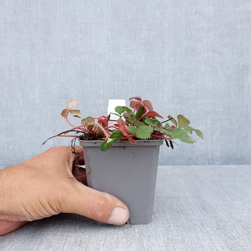 Esimerkki kesällä toimitetusta Chilenmansikka - Fragaria chiloensis Taimiruukku 8/9 cm-taimesta