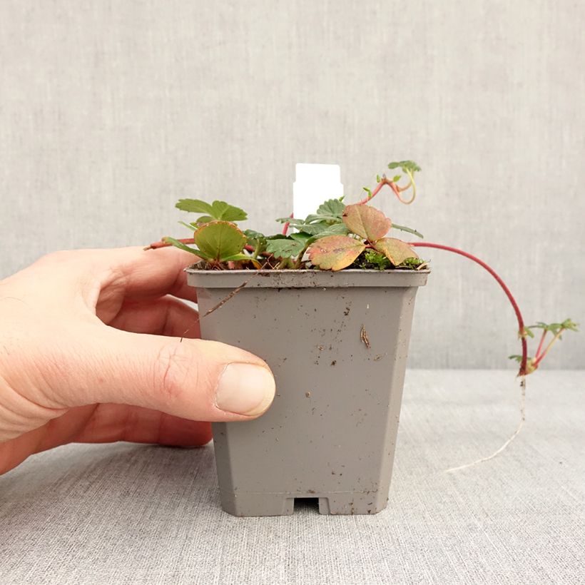 Esimerkki talvella toimitetusta Fragaria chiloensis - Fraise du Chili Godet de 8/9 cm-taimesta