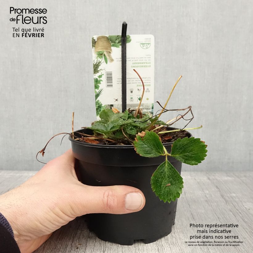 Esimerkki talvella toimitetusta Fragaria Pink Marathon (remontant) - Fraise des bois Pot de 1,5L/2L-taimesta