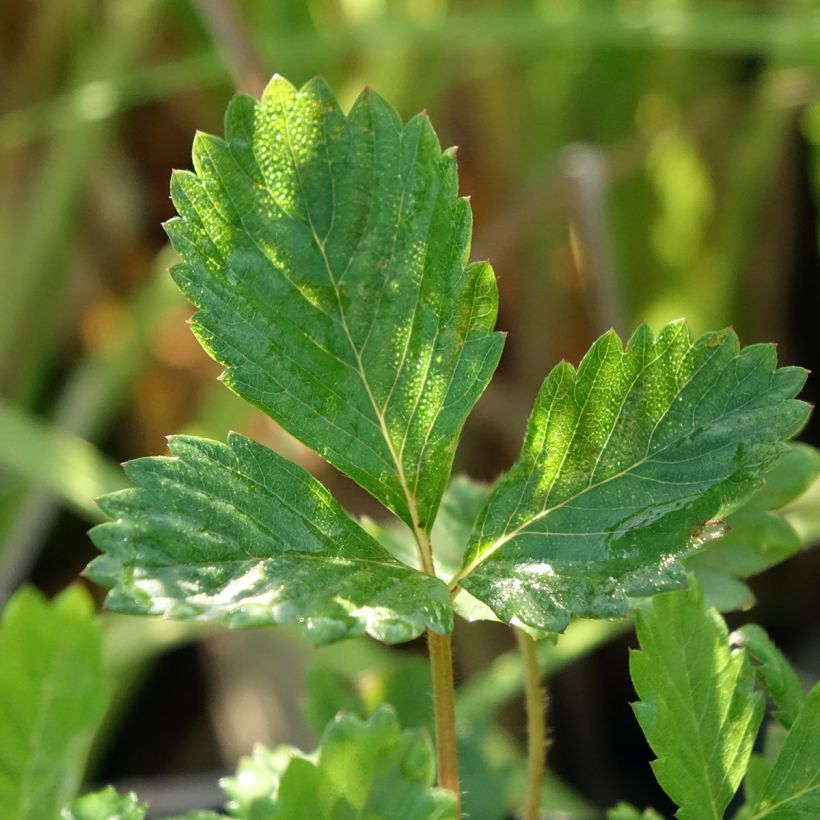 Ahomansikka - Fragaria vesca (Lehvistö)