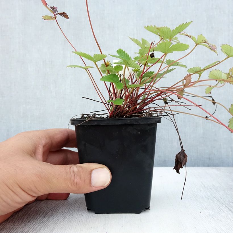 Esimerkki kesällä toimitetusta Ahomansikka - Fragaria vesca Godet de 8/9 cm-taimesta