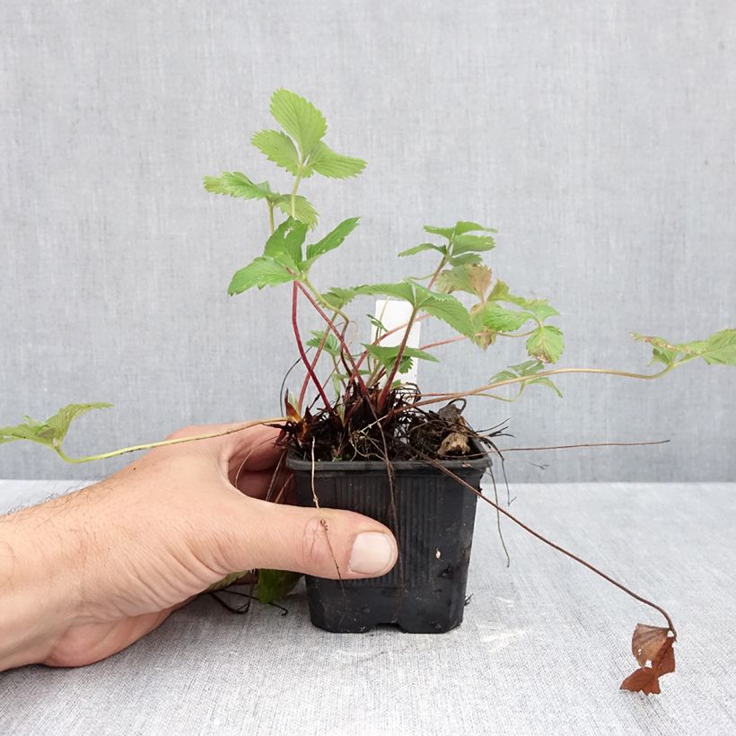 Esimerkki syksyllä toimitetusta Ahomansikka Rügen 8/9 cm taimiruukku-taimesta