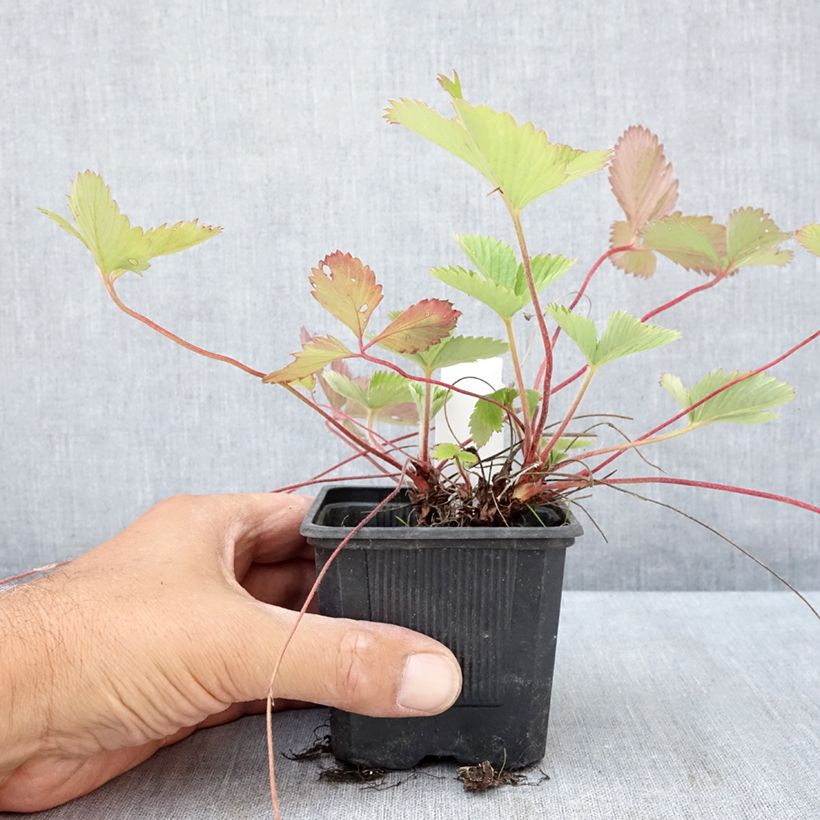 Esimerkki kesällä toimitetusta Ahomansikka Rügen Godet de 8/9 cm-taimesta