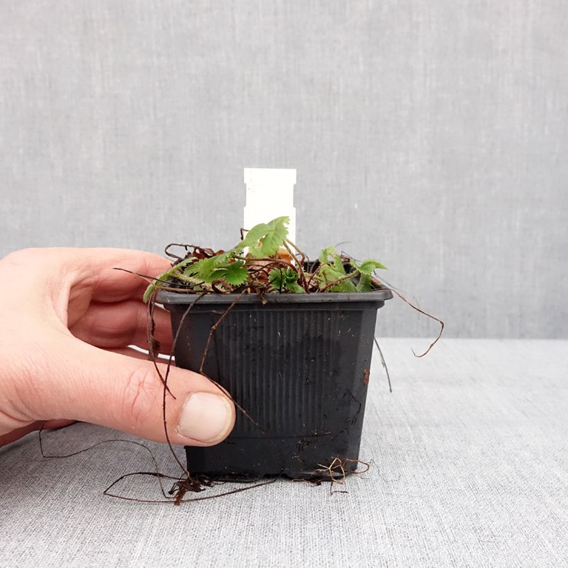 Esimerkki talvella toimitetusta Fragaria vesca Rugen - Fraisier des bois Godet de 8/9 cm-taimesta