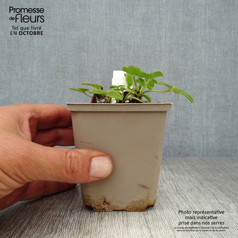 Esimerkki syksyllä toimitetusta Fragaria nubicola Mont Omei 8/9 cm taimiruukku-taimesta