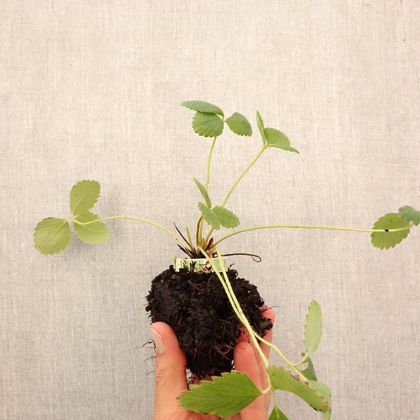 Esimerkki syksyllä toimitetusta Puutarhamansikka Anaïs luomu Paakku 5 cm x 7 cm-taimesta